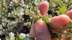 Arctostaphylos nissenana