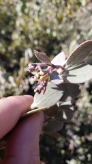Arctostaphylos nissenana