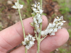 Froelichia arizonica