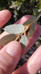Arctostaphylos nissenana