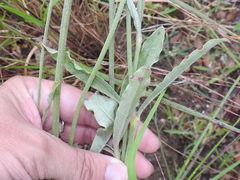 Froelichia arizonica