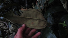Miconia biappendiculata