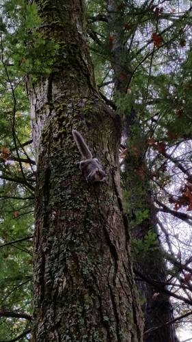 Southern Flying Squirrel, 45011 Peterkin Hill Rd, South Woodstock, VT 05071, USA, photo 10 of 10
