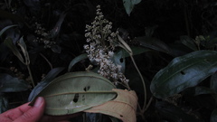 Miconia biappendiculata