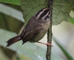 Basileuterus melanotis