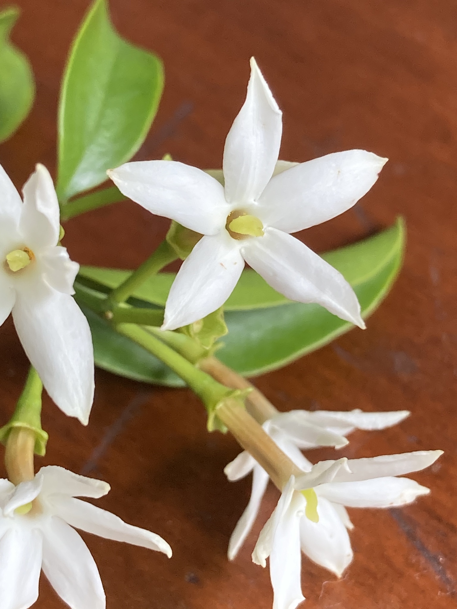 Australian wax jasmine (Jasminum simplicifolium) · iNaturalist