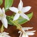Jasminum simplicifolium australiense - Photo (c) abigailmakim, some rights reserved (CC BY-NC)