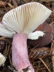 Russula queletii