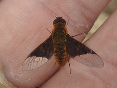 Chrysanthrax cypris