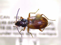 Bembidion transversale