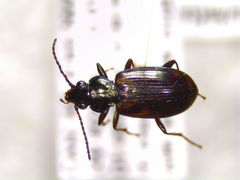 Bembidion insulatum