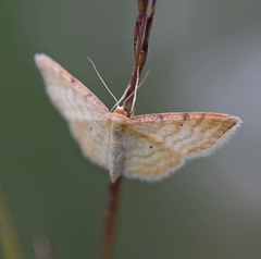 Idaea humiliata