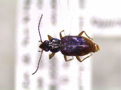 Bembidion graciliforme