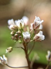 Capsella bursa-pastoris