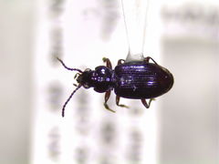 Bembidion acutifrons