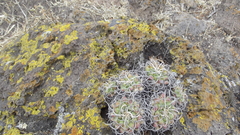 Mammillaria compressa