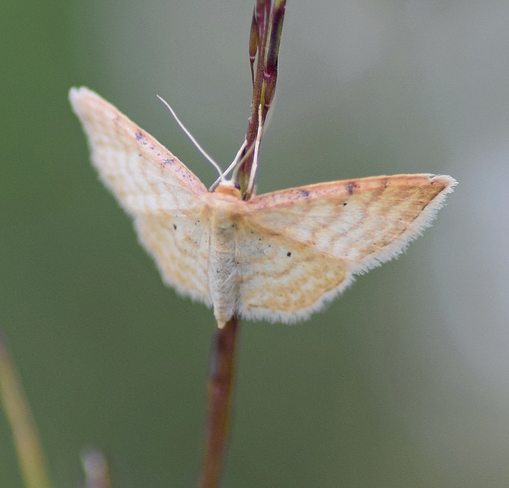Idaea davidi