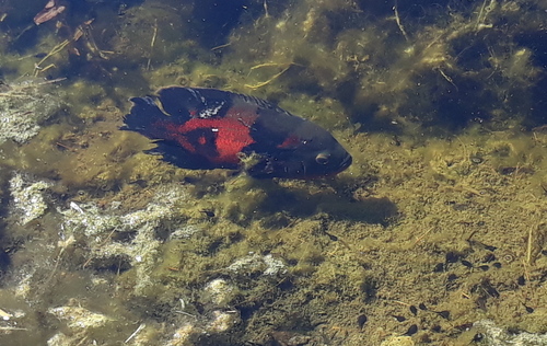 Marble cichlid (Astronotus ocellatus) — Cichlidae — 2