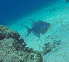 Balistes vetula