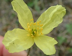 Papaver macounii discolor