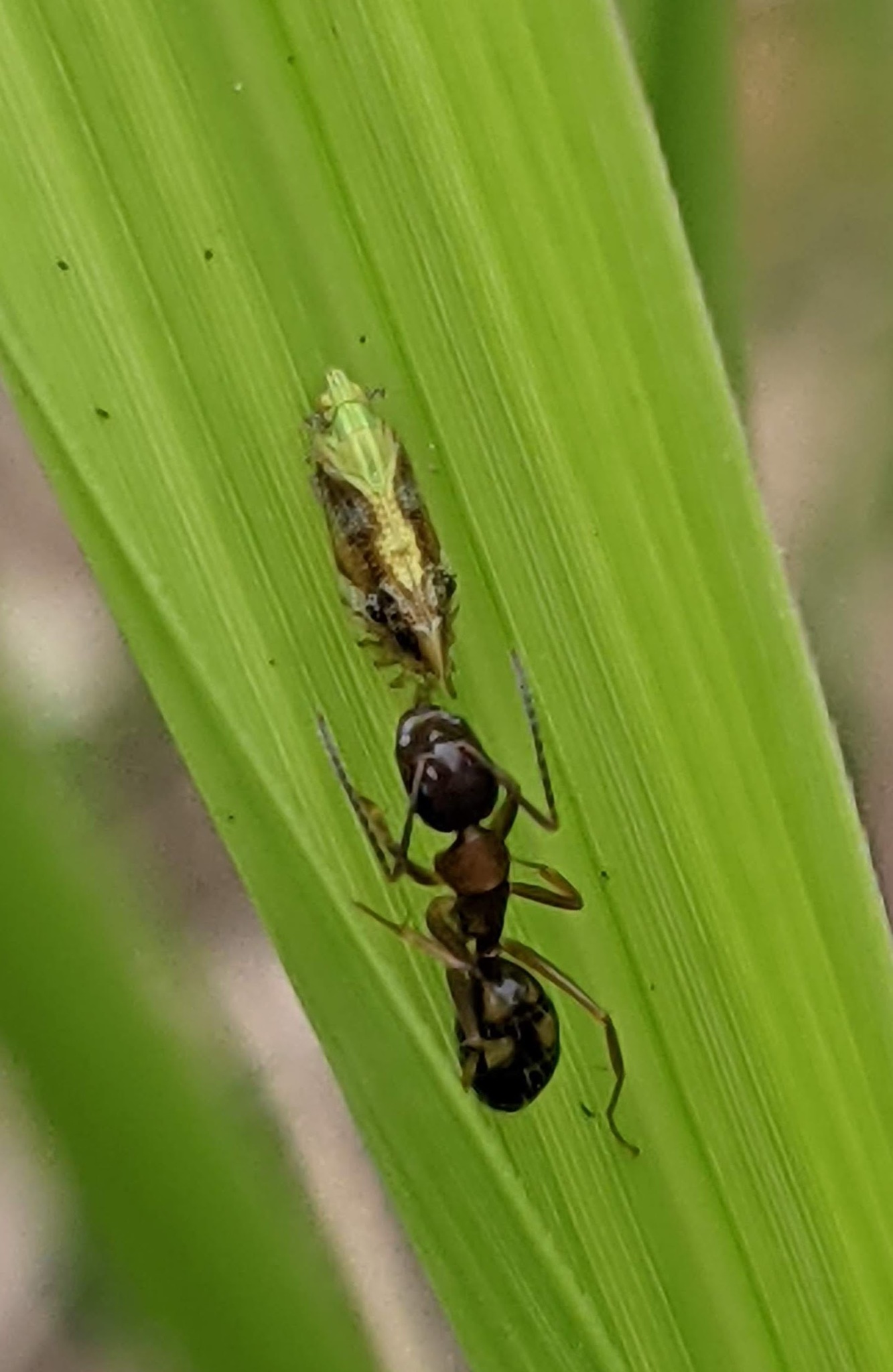 Camponotus albosparsus