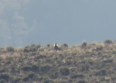 Centrocercus minimus