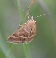 Pyrausta aerealis