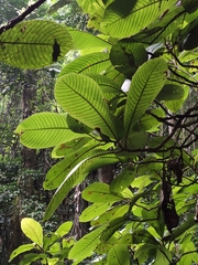 Litsea dilleniifolia