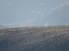 Centrocercus minimus