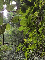 Litsea dilleniifolia