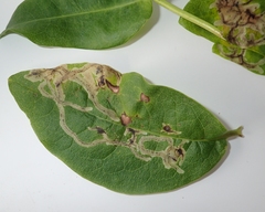 Phytomyza lonicerae