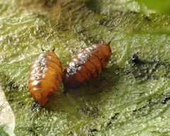 Phytomyza lonicerae