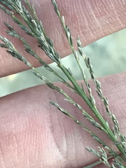 Diplachne fusca uninervia