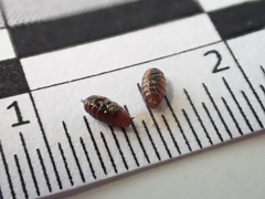 Phytomyza lonicerae