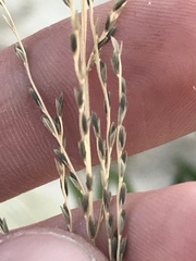 Diplachne fusca uninervia
