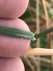 Diplachne fusca uninervia
