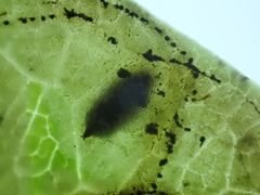 Phytomyza lonicerae