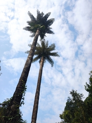 Corypha umbraculifera