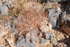 Eriogonum rixfordii