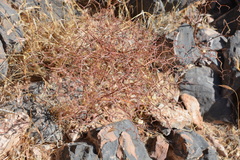 Eriogonum rixfordii