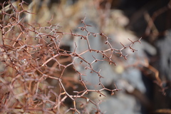 Eriogonum rixfordii