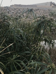Cyperus alternifolius flabelliformis