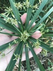 Cyperus alternifolius flabelliformis