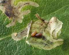 Phytomyza lonicerae