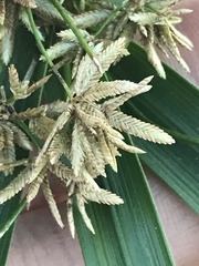 Cyperus alternifolius flabelliformis