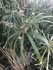 Cyperus alternifolius flabelliformis
