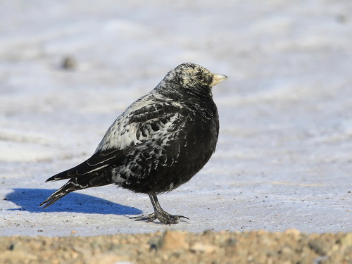 Black Lark, Шетский район, 100000, Казахстан, photo 7 of 10