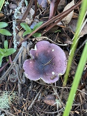 Russula murrillii