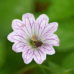 Geranium versicolor