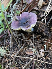 Russula murrillii